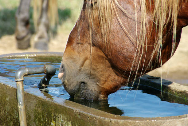 istock Horses on a warm summer day 1165890586