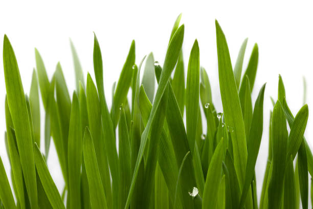 istock Green grass with drops of dew on white background 1165892882
