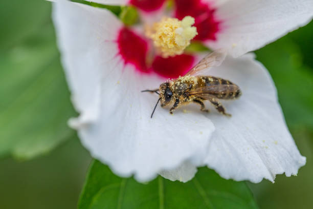 Bee pollinating flower called Spanish needles \