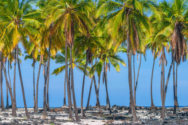 istock Big Island of Hawaii 1165894153