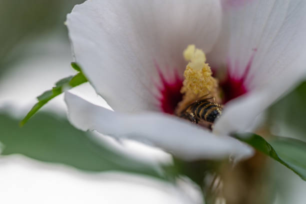 bees collect pollen in flowers