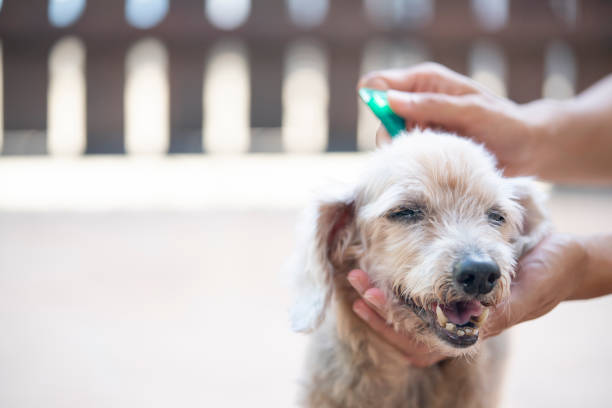istock tick and flea prevention for a dog 1165894787