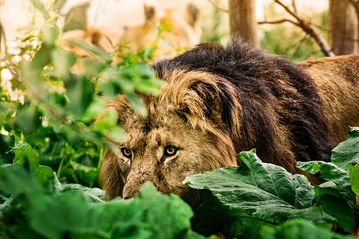 Pride of lions in African bush gets ready for hunting. In the front is stalking majestic male.