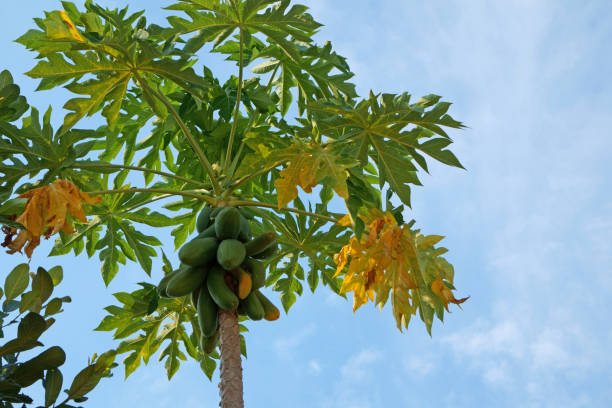 istock Papaya tree against the blue sky background 1165895934