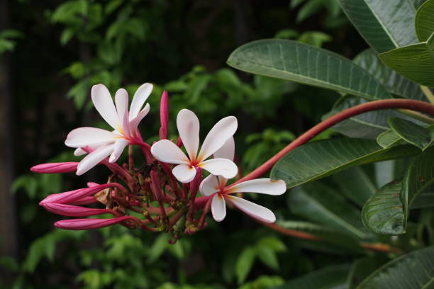 istock Temple tree flowers, Apocynaceae Frangipani or Plumeria  and Wrightia religiosa  branches and leaves 1165896106