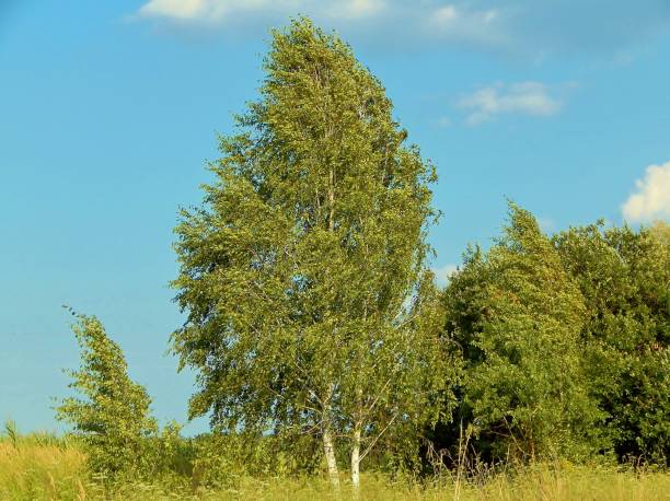 istock The wind plays with the crown of birch. 1165899164