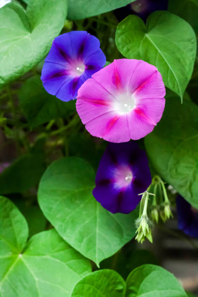 istock Purple and blue Morning Glory (Ipomoea) flowers climbing 1165899556
