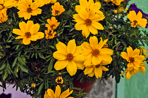 Colourful flowers in pots on a patio in front of a house