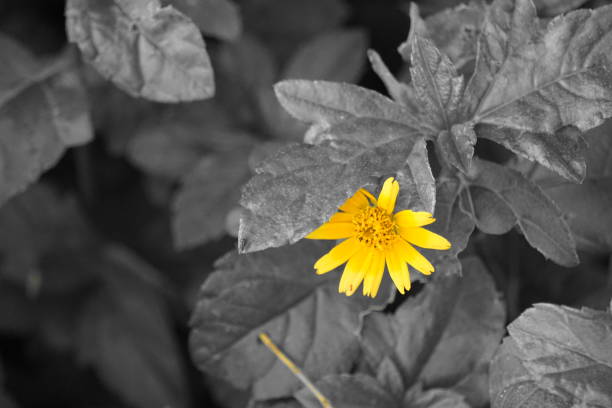 istock Flower in natural garden 1165901497