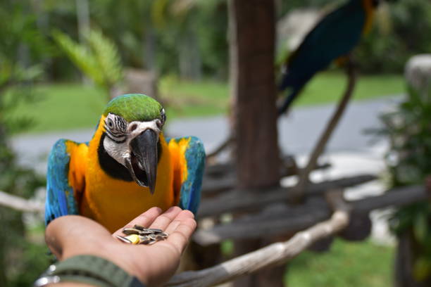 istock Macaw parrots are eating sunflower seeds on their hands. 1165903498