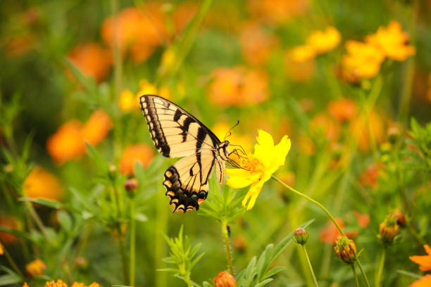 istock Big swallowtail butterfly feeding from daisy flower 1165904434