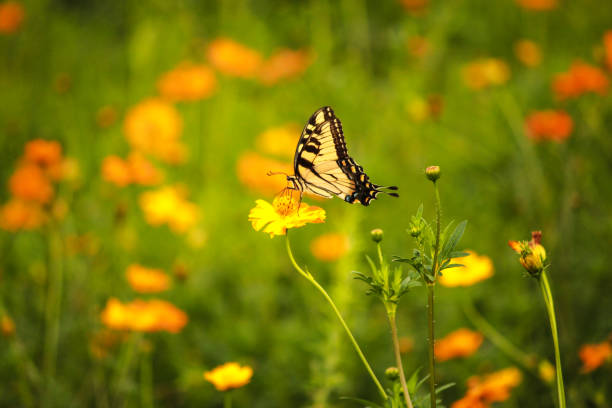 istock Big swallowtail butterfly feeding from daisy flower 1165904436