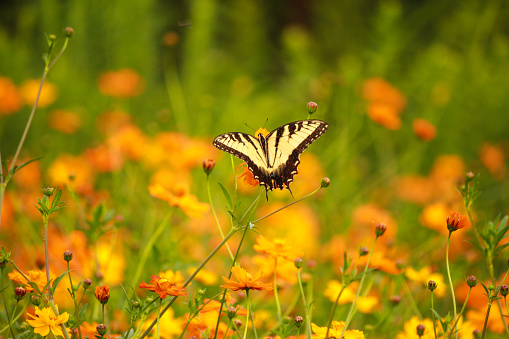 swallowtail butterfly on the flowerbed with vibrant background