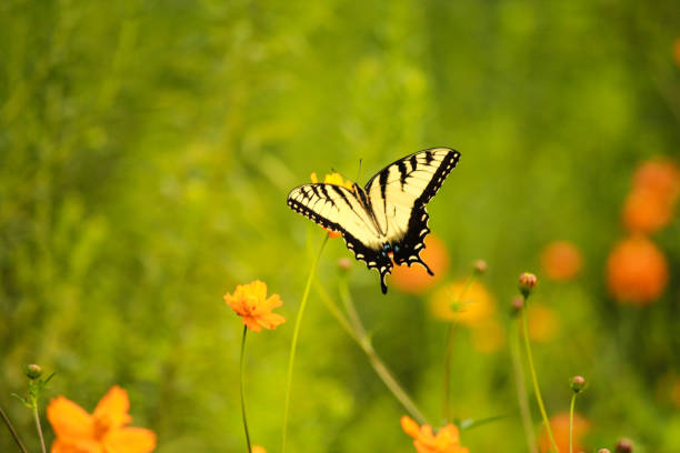 istock Big swallowtail butterfly feeding from daisy flower 1165904485