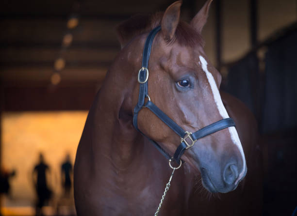 istock Horses. Portrait in stable, close up, dark 1165905436