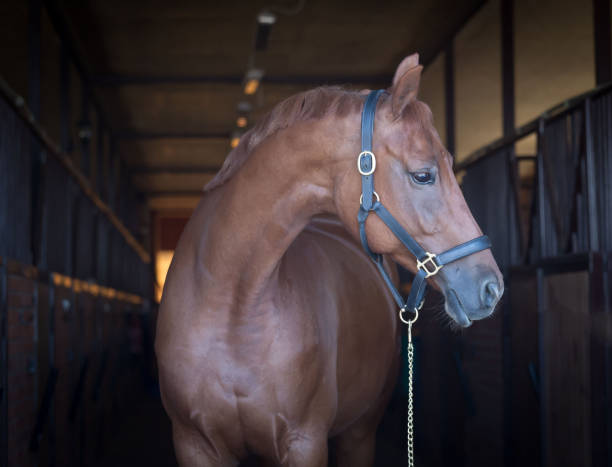 istock Horses. Portrait in stable, close up, dark 1165905446