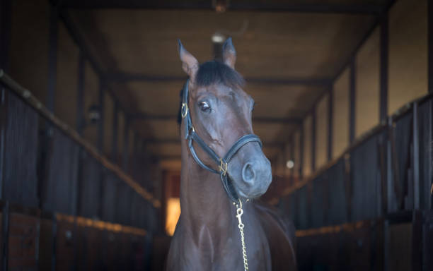 istock Horses. Portrait in stable, close up, dark 1165905447