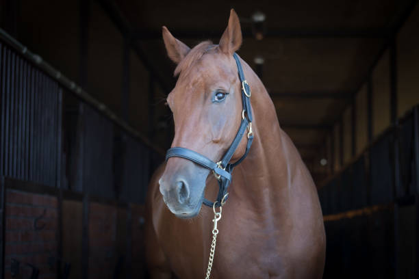 istock Horses. Portrait in stable, close up, dark 1165905450