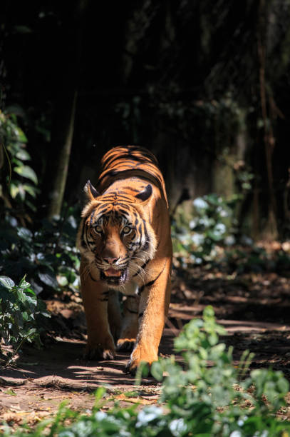istock tiger walking in the jungle 1165905561
