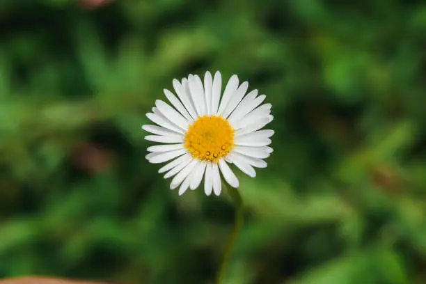 Daisy is blooming and beautiful in nature. Is a macro photography