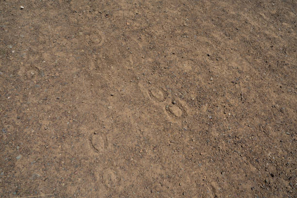 Horseshoe prints dug in to dried dirt road in daytime