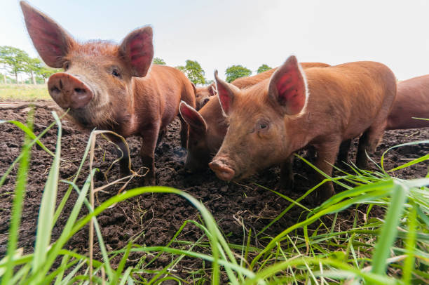 istock Ginger tamworth pigs in a field 1165907994