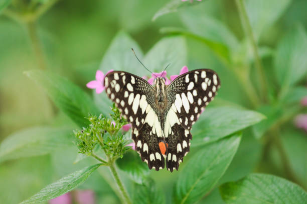 istock The Lime Butterfly is sucking nectar, pollen in nature. 1165908361