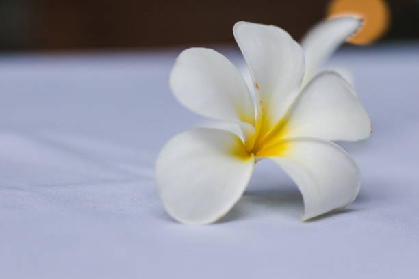 istock Plumeria white flowers laid on a white fabric 1165909380