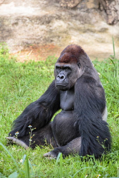 portret goryla - gorilla zoo animal silverback gorilla zdjęcia i obrazy z banku zdjęć