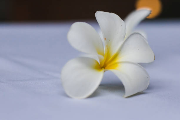 istock Plumeria white flowers laid on a white fabric 1165910841
