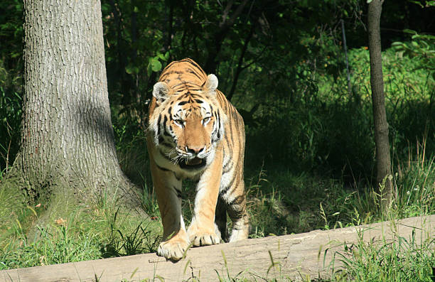 jardim zoológico de bronx. tigre-da-sibéria. - international wildlife conservation park imagens e fotografias de stock