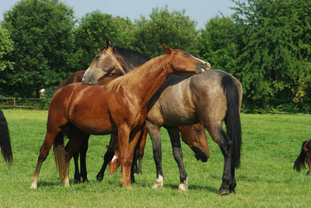 istock Horses on a warm summer day 1165913875