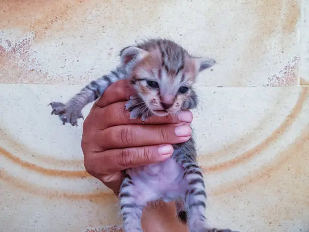 Holding Very Young Black Stripes Kittens In The House, North Bali, Indonesia
