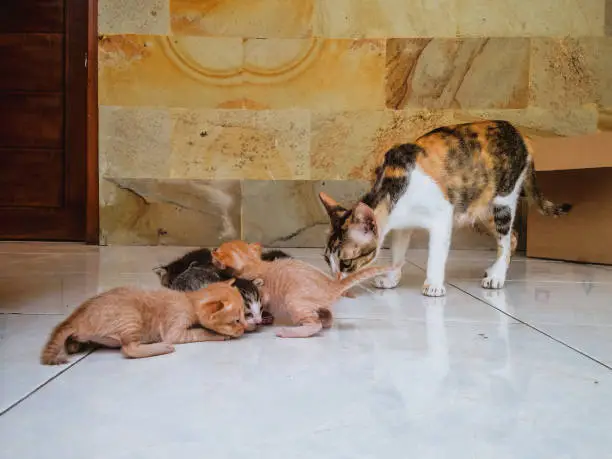 Mom Cat Want To Move Her Kitten Newborn Baby Cats On The House Floor, North Bali, Indonesia