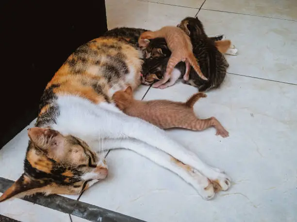 Mom Cat Breastfeeding Her Kitten Newborn Baby Cats On The House Floor, North Bali, Indonesia