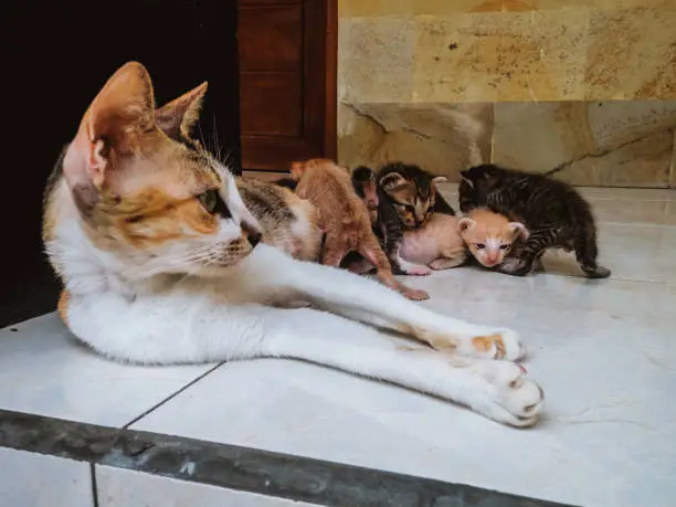 Mom Cat With Her Very Young Newborn Baby Cats On The House Floor, North Bali, Indonesia