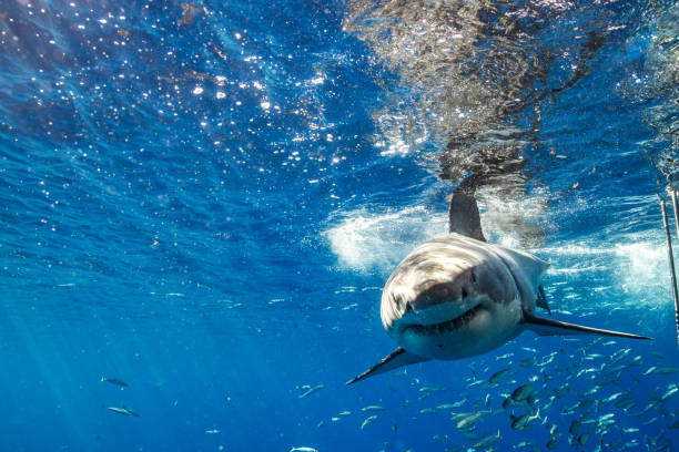 istock Cage Diving with Great White Sharks in Guadalupe, Mexico 1165915241