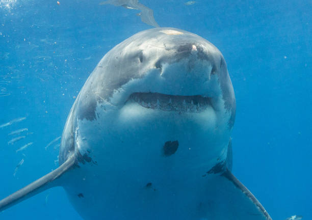 istock Cage Diving with Great White Sharks in Guadalupe, Mexico 1165915243
