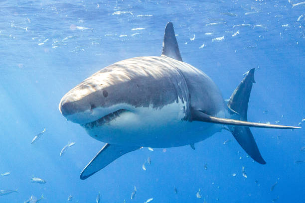 istock Cage Diving with Great White Sharks in Guadalupe, Mexico 1165915249