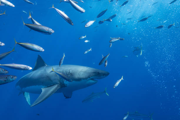 istock Cage Diving with Great White Sharks in Guadalupe, Mexico 1165915252