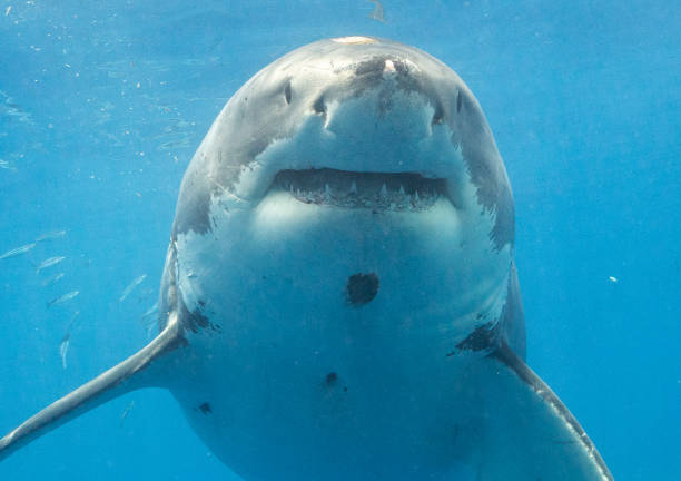 istock Cage Diving with Great White Sharks in Guadalupe, Mexico 1165915334