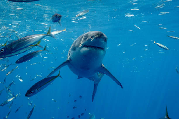istock Cage Diving with Great White Sharks in Guadalupe, Mexico 1165915342