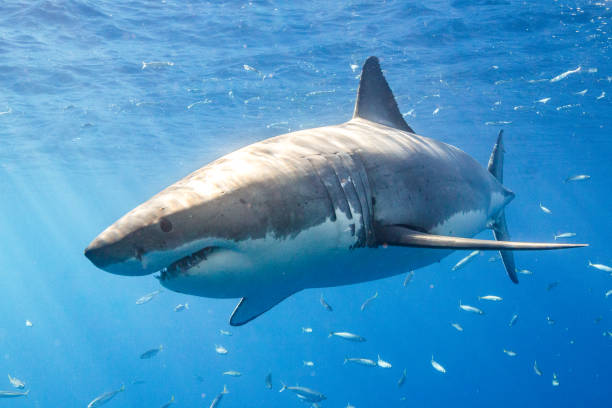 istock Cage Diving with Great White Sharks in Guadalupe, Mexico 1165915402
