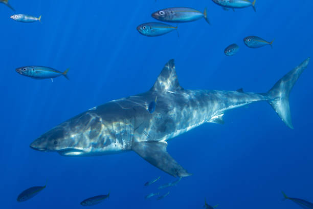 istock Cage Diving with Great White Sharks in Guadalupe, Mexico 1165915415