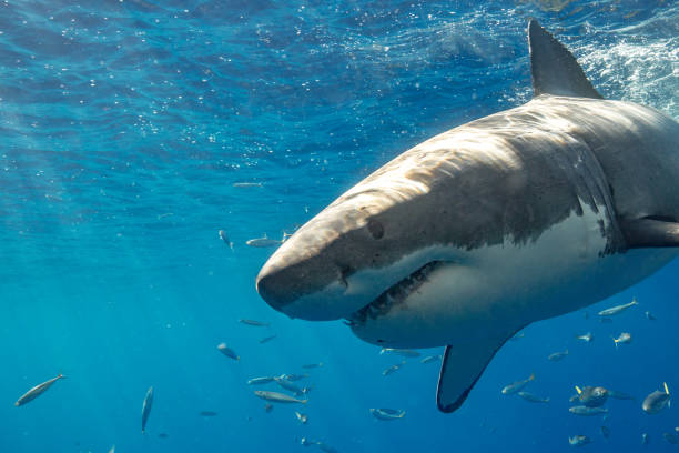 istock Cage Diving with Great White Sharks in Guadalupe, Mexico 1165915429