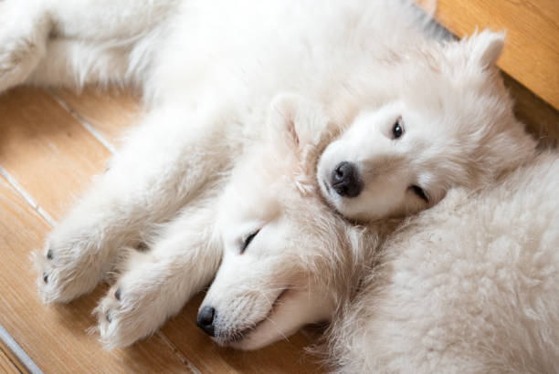 Two Samoyed puppies dogs laying on the floor and sleeping stock photo