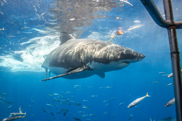 istock Cage Diving with Great White Sharks in Guadalupe, Mexico 1165915561