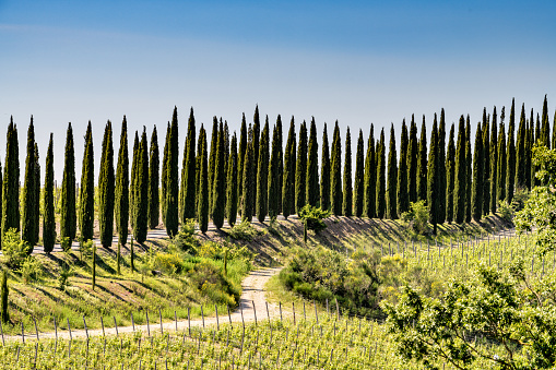 Cypress trees in Tuscany. Location: Chianti Region, Tuscany, Italy, Europe