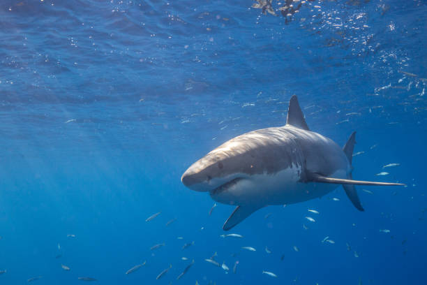 istock Cage Diving with Great White Sharks in Guadalupe, Mexico 1165915636