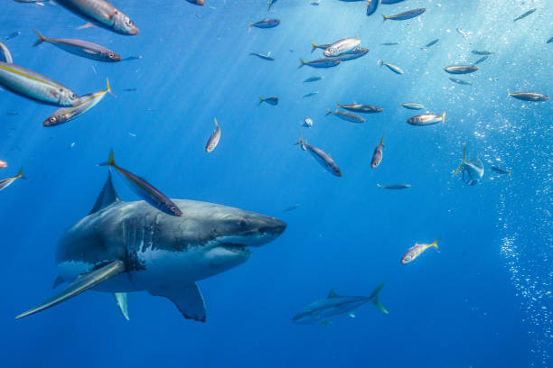 istock Cage Diving with Great White Sharks in Guadalupe, Mexico 1165915646